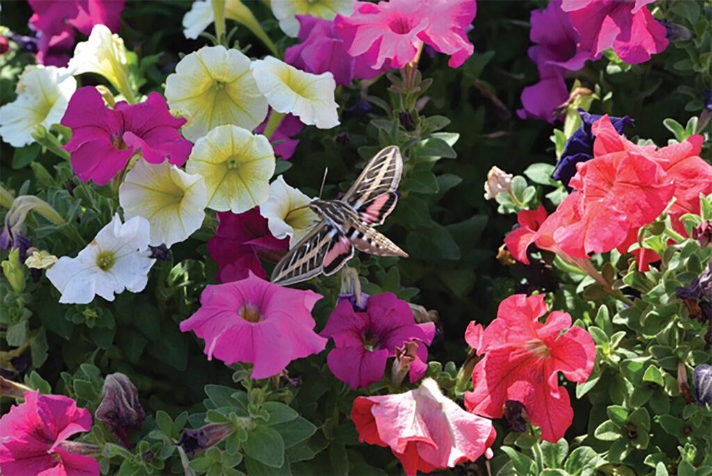 A hummingbird moth pauses in mid-flight in a flower garden south of Huntley on Yellowstone Trail recently. The moths, while not uncommon, are a rare sight locally. (Landen McNiven photo)