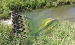 Sago Pond Weed is forcing the closure of the Lockwood irrigation system beginning Aug. 1. The slimy green plant chokes off water supply channels. (Courtesy photo)