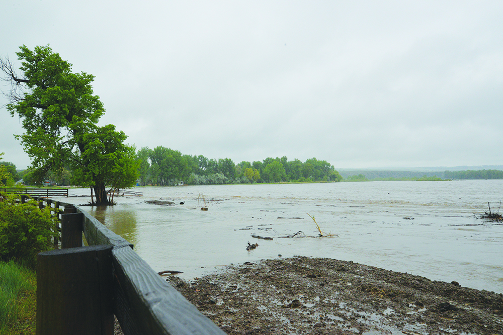 On Wednesday morning, The Yellowstone River flowed over its banks, flooding low-lying areas at Cwoboy's and forcing longhorn cattle to seek higher ground at the edge of the River. (Judy Killen photo)