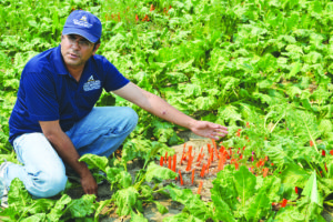 Dr. Prashant Jha discusses kochi competition and control issues in sugar beet production. (Courtesy photos)