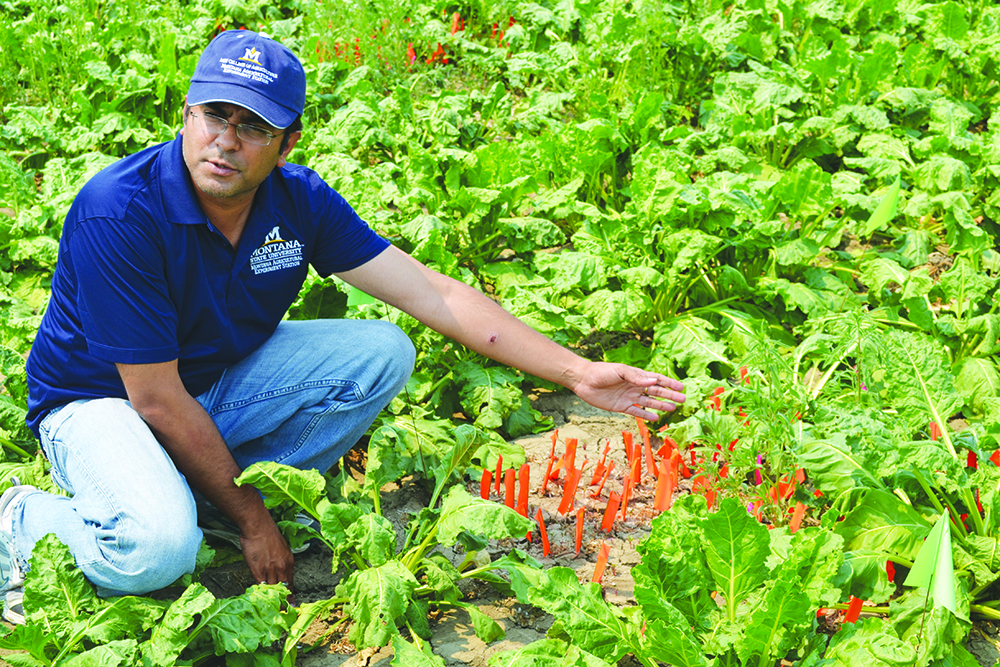 Dr. Prashant Jha discusses kochi competition and control issues in sugar beet production. (Courtesy photos)