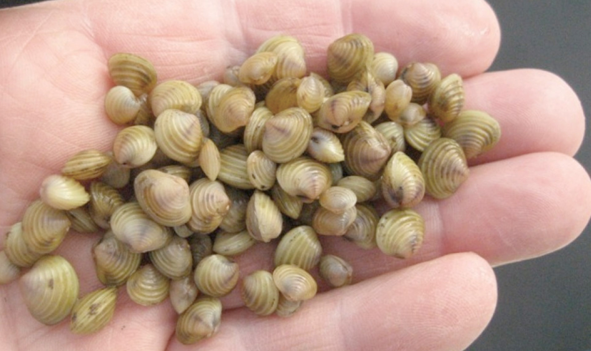 Asian Clamvasion at Lake Elmo