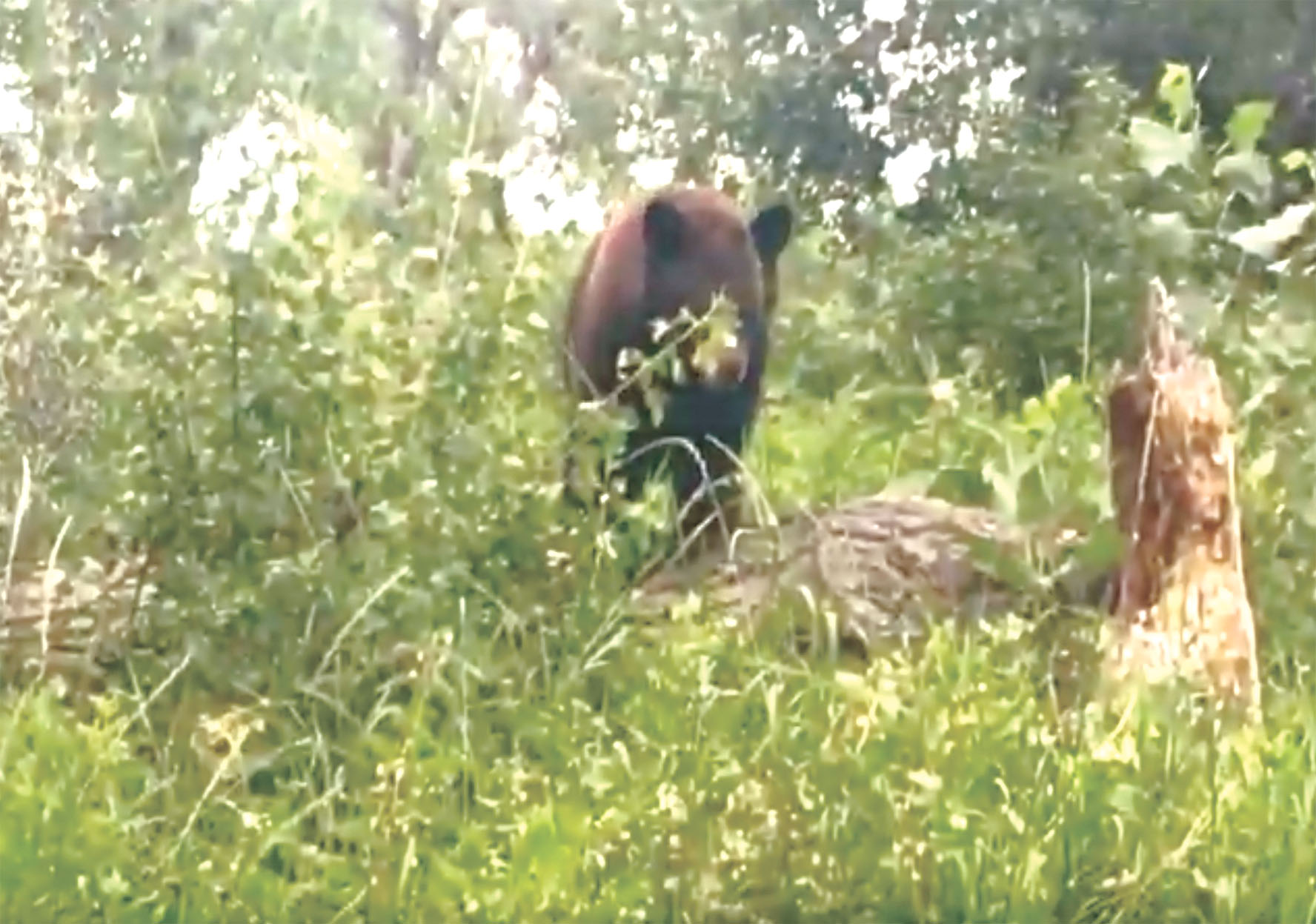 This still shot taken from the video Dustin Ogdin took on July 23 clearly shows a black bear on Norm’s Island just south of Billings.