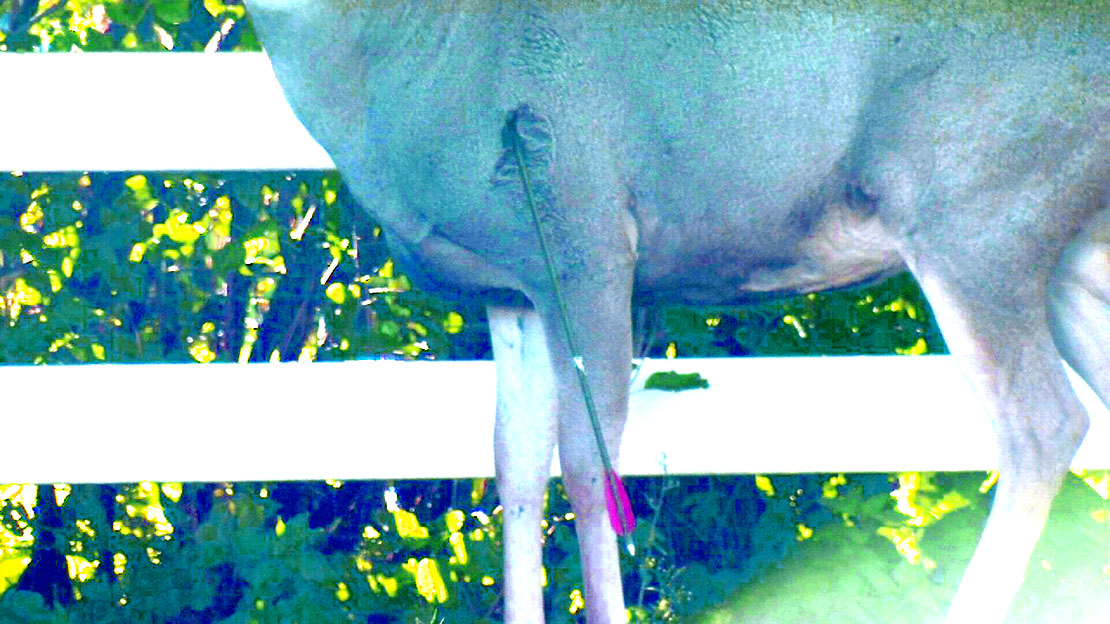 A deer shot by an intended poacher on the northwest side of Billings stands with an arrow hanging from his shoulder.