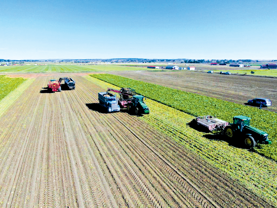 2021 Sugar Beet Harvest "The Smell of Money"